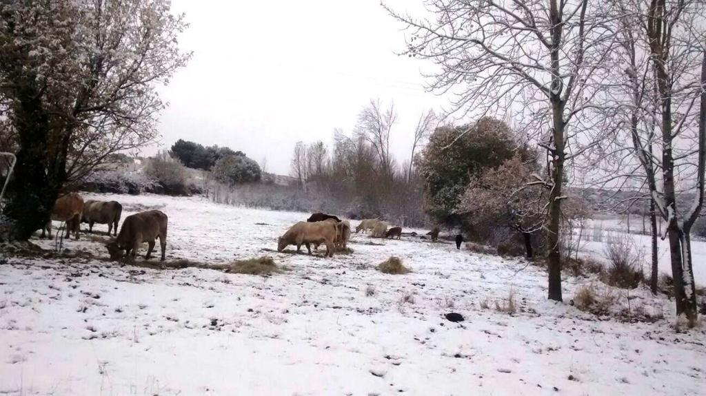 בית הארחה San Martin de la Vega del Alberche 	La Casita Del Alberche מראה חיצוני תמונה